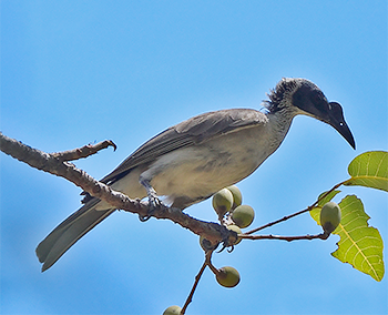 Silver-crowned Friarbird