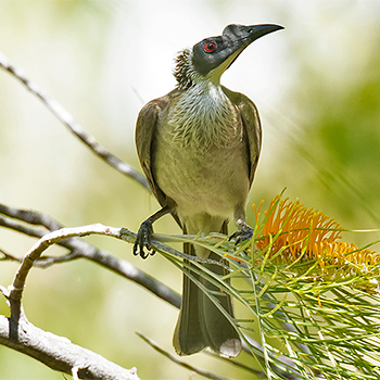 Silver-crowned Friarbird