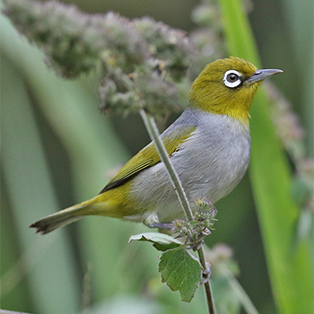 Silvereye