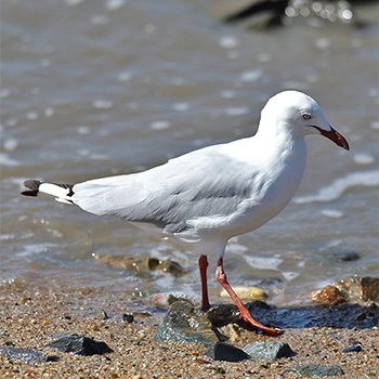 Silver Gull