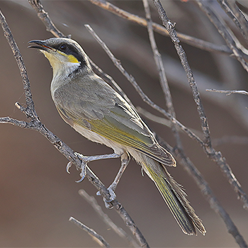 Singing Honeyeater