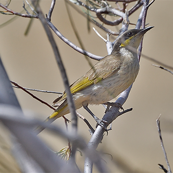Singing Honeyeater