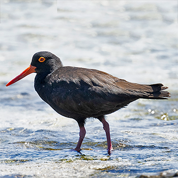 Sooty Oystercatcher