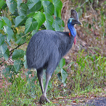 Southern Cassowary