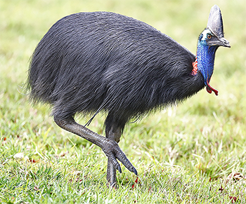 Southern Cassowary