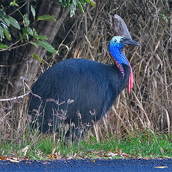 Southern Cassowary