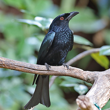 Spangled Drongo
