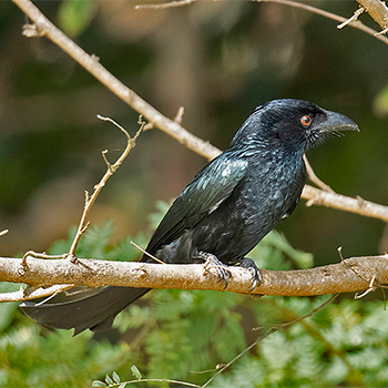 Spangled Drongo