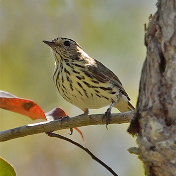 Speckled Warbler