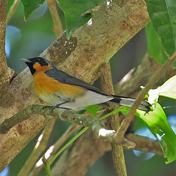 Spectacled Monarch