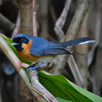 Spectacled Monarch