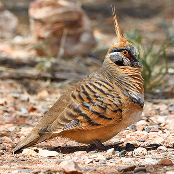 Spinifex Pigeon