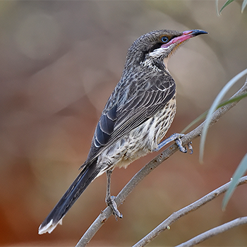 Spiny-cheeked Honeyeater