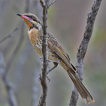 Spiny-cheeked Honeyeater