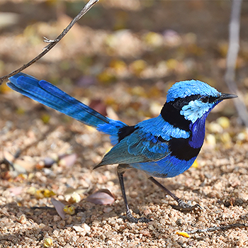 Splendid Fairywren