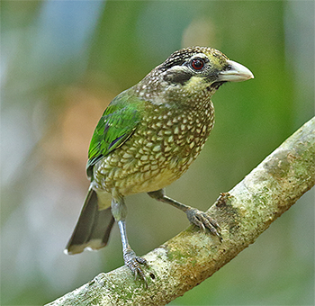 Spotted Catbird