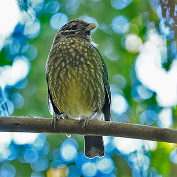Spotted Catbird