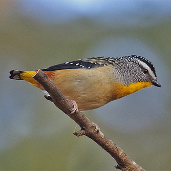 Spotted Pardalote