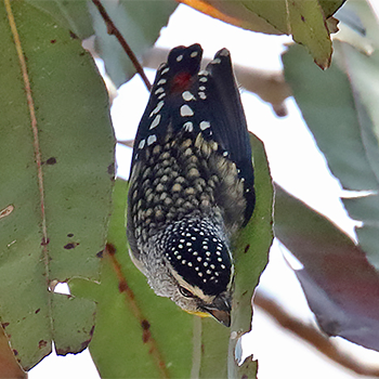 Spotted Pardalote