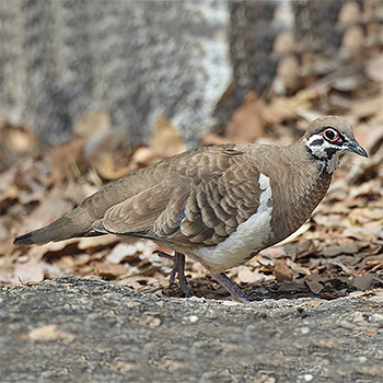 Squatter Pigeon