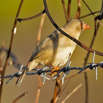 Star Finch
