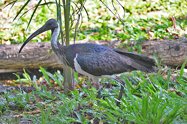 Straw-necked Ibis