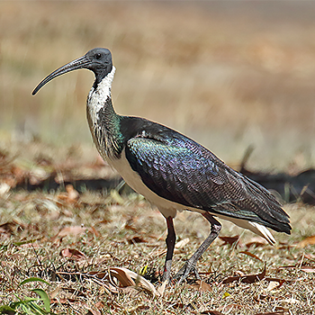 Straw-necked Ibis