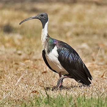Straw-necked Ibis