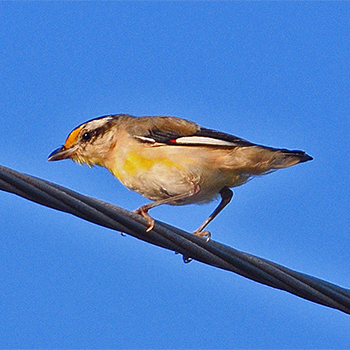 Striated Pardalote