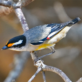 Striated Pardalote
