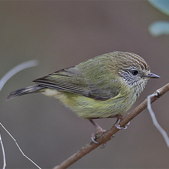 Striated Thornbill