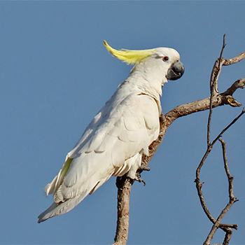 Sulphur-crested Cockatoo