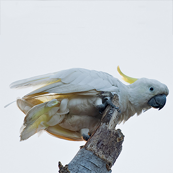Sulphur-crested Cockatoo