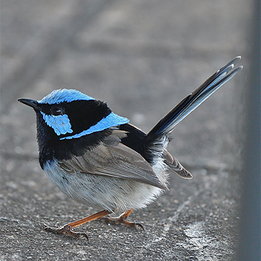 Superb Fairywren