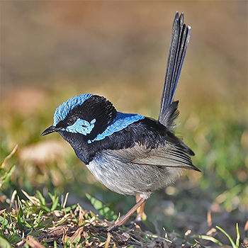 Superb Fairywren