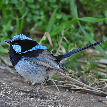 Superb Fairywren