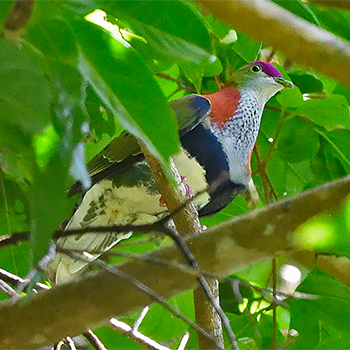 Superb Fruit Dove
