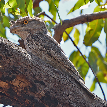 Tawny Frogmouth