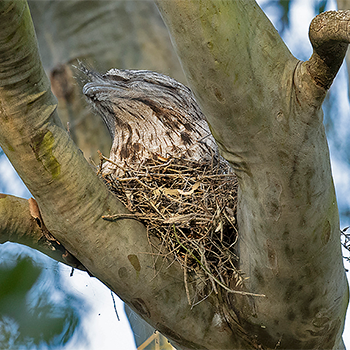 Tawny Frogmouth