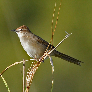 Tawny Grassbird
