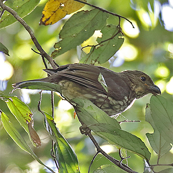 Tooth-billed Bowerbird