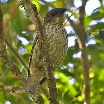 Tooth-billed Bowerbird