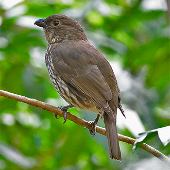 Tooth-billed Bowerbird