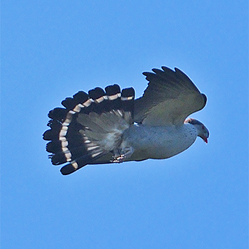 Topknot Pigeon