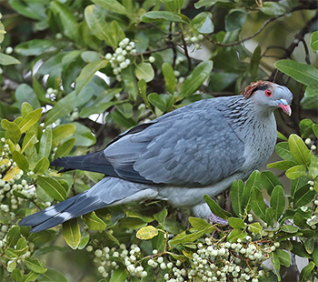 Topknot Pigeon