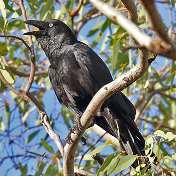 Torresian Crow