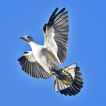 Torresian Imperial-pigeon