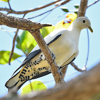 Torresian Imperial Pigeon