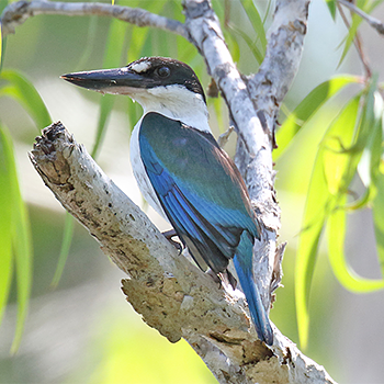Torresian Kingfisher