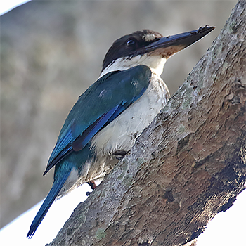 Torresian Kingfisher